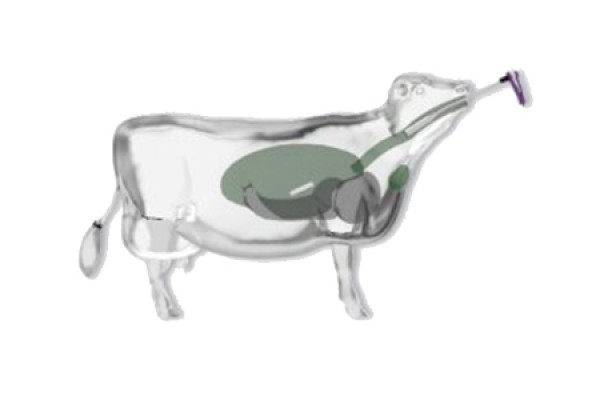 Bolus, rumenin ileri kısmı olan retikuluma yerleşir ve sabit bir yüzeyde çözünür.