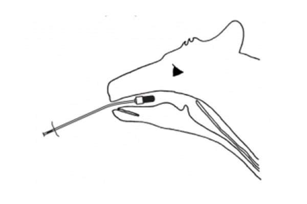 Aplikatör dilin gerisine kadar sokulur.